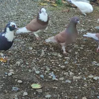 انواع کبوتر|پرنده|آق قلا, |دیوار