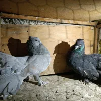 دم چتری کبوتر و تهرانی پلنگ و کله