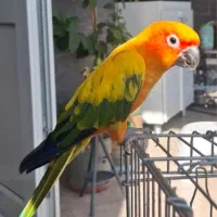 طوطی خورشیدی