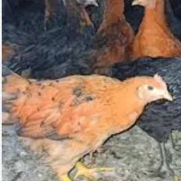 فروش تعدادی نیمچه گلپایگان و اردک باقیمت مناسب