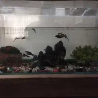 ماهی و آکواریوم معاوضه با کفتر