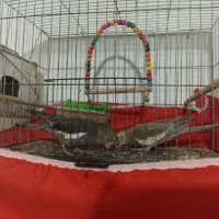 یک جفت عروس هلندی