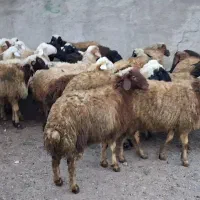 گوسفند بره نر