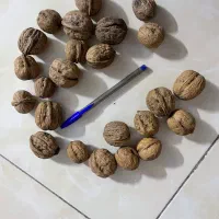 گردو خوش طعم پوست نازک|خوردنی و آشامیدنی|مشهد, مشکینی (شهرک غرب)|دیوار