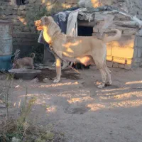 ماده واگذاری