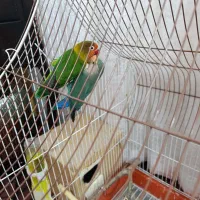 یه جفت طوطی برزیلی باقفس|پرنده|شیراز, شهرک کوشکک|دیوار