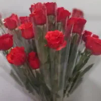 رز طبیعی تک شاخه مناسب مهرماه|گل و گیاه طبیعی|اهواز, کوی طلاب|دیوار