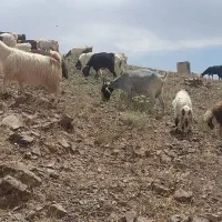 چهل رس بز شیرا و بزغاله بزرگ