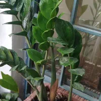 گل سالم خانگی|گل و گیاه طبیعی|مشگین شهر, |دیوار