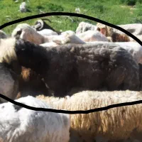 فروش قوچ بختیاری