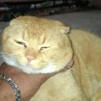 گربه اسکاتیش