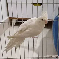 مرواریدی ۸ ماهه نرآلبینو چشم شرابی