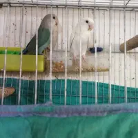 طوطی برزیلی جفت جوان نژاد دار|پرنده|اهواز, زیتون کارمندی|دیوار