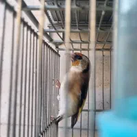 جوجه امسالی سهره