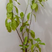 گلهای طبیعی|گل و گیاه طبیعی|ارومیه, |دیوار