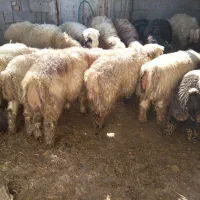 فروش ۱۶راس بره چاق