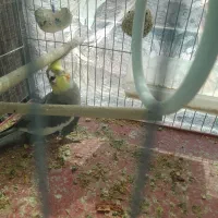 عروس هلندی نر|پرنده|رابر, |دیوار