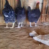 مرغ و خروس محلی در بخش شبانکاره|حیوانات مزرعه|شبانکاره, |دیوار