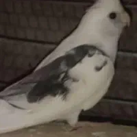 آلبینو دوکت نر