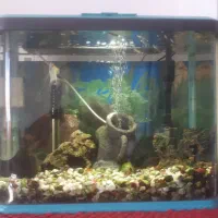 آکواریوم شرکتی با ماهی و لوازم