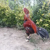 یک عدد خروس لاری