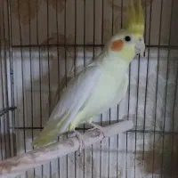 عروس هلندی لوتینو ماده کارداده