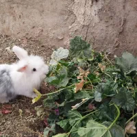 خرگوش لوپ مولد|موش و خرگوش|شهرضا, |دیوار