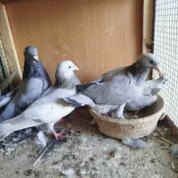 با سلام کفتر درجه یک برا کفتر باز درجه یک ذات دار|پرنده|شیراز, لب آب|دیوار