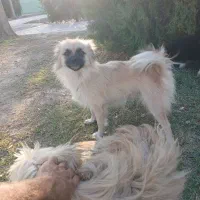 واگذاری سگ پاکوتا