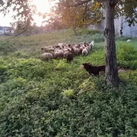 گوسفند داشتی|حیوانات مزرعه|چمستان, |دیوار