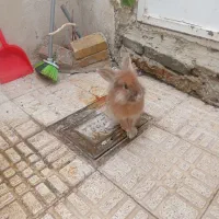 خرگوش تپول|موش و خرگوش|ارومیه, |دیوار