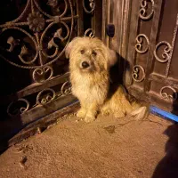 سگ پیدا شده