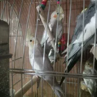 عروس هلندی نر و ماده|پرنده|فولادشهر, B2|دیوار