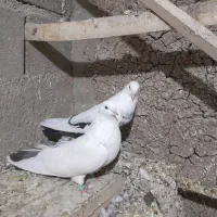 توک دم دمسیاه کبوتر