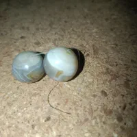 مهره|کلکسیون اشیاء عتیقه|دهدشت, |دیوار