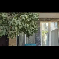 فروش-واحد-150-پتری