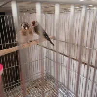 سهره نر وماده