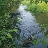 سگ شکاری موسیمی المان|سگ|دابودشت, |دیوار