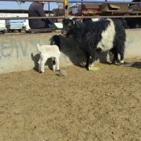 یک راس بزوبزغاله دار.