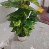 پتوس یک‌ متری