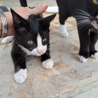 واگذاری گربه