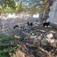 گوسفند بره دار بره هاش جفت نر هستن|حیوانات مزرعه|سراب, |دیوار