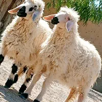 دوتا برع نر و ماده