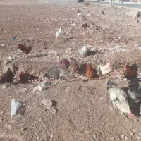 خروس|حیوانات مزرعه|نظرآباد, رسالت|دیوار