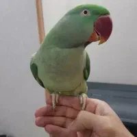 شاه طوطی نر