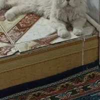 گربه|گربه|سبزوار, فرهنگیان|دیوار