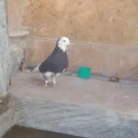 کبوتر شازده نر|پرنده|چادگان, |دیوار