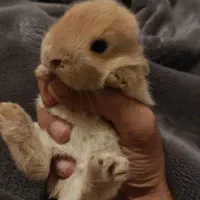 خرگوش خاکستری|موش و خرگوش|مریوان, |دیوار