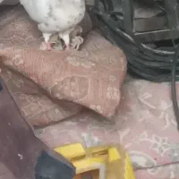 ی جفت طوقی روزگاری