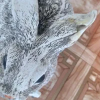 مجسمه|مجسمه، تندیس، ماکت|اصفهان, فردوان|دیوار